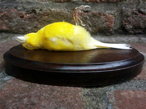 Dead Canary Parimatch